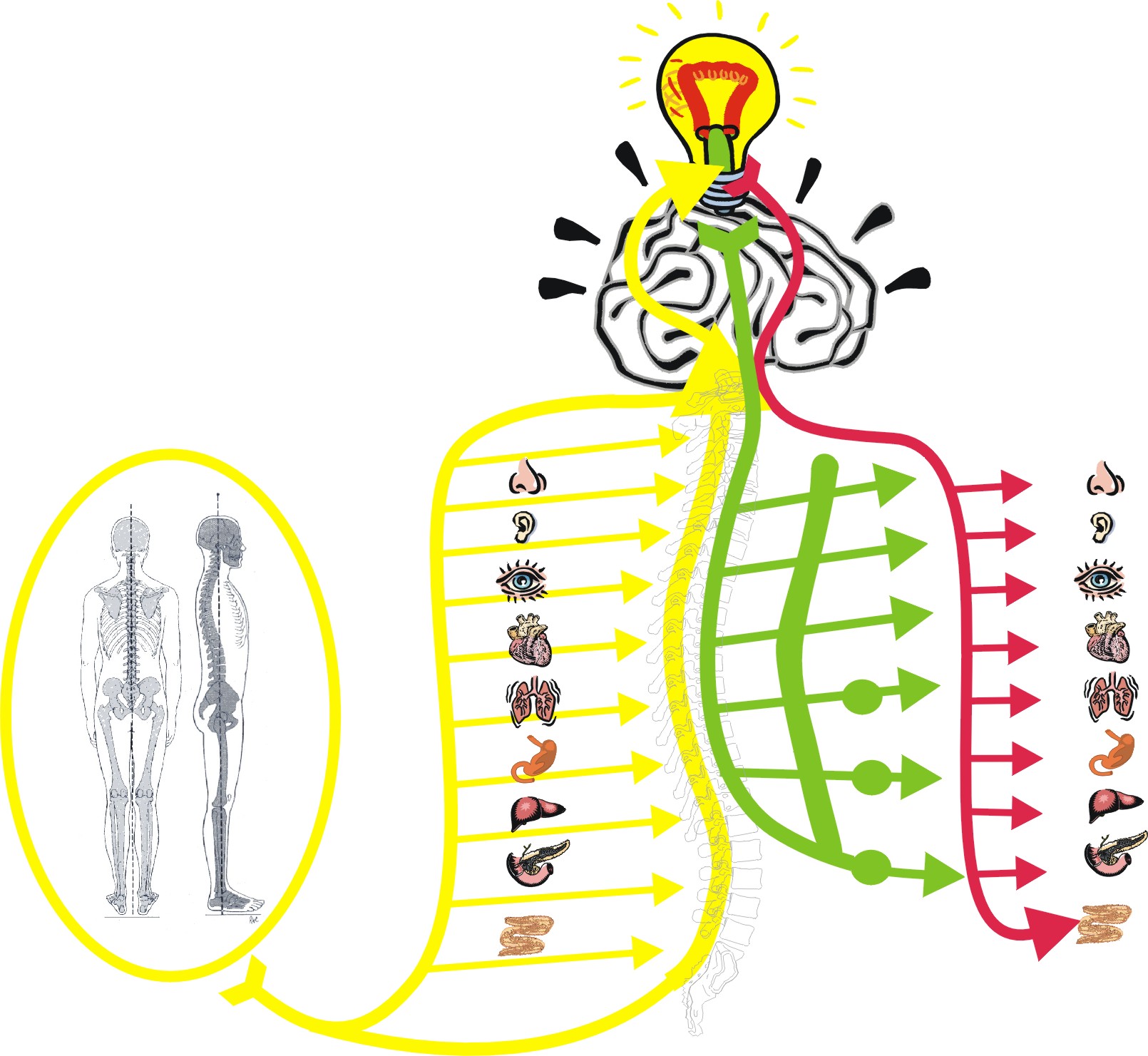 il movimento stimola il cervello e le sue funzioni